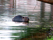 beaver17
